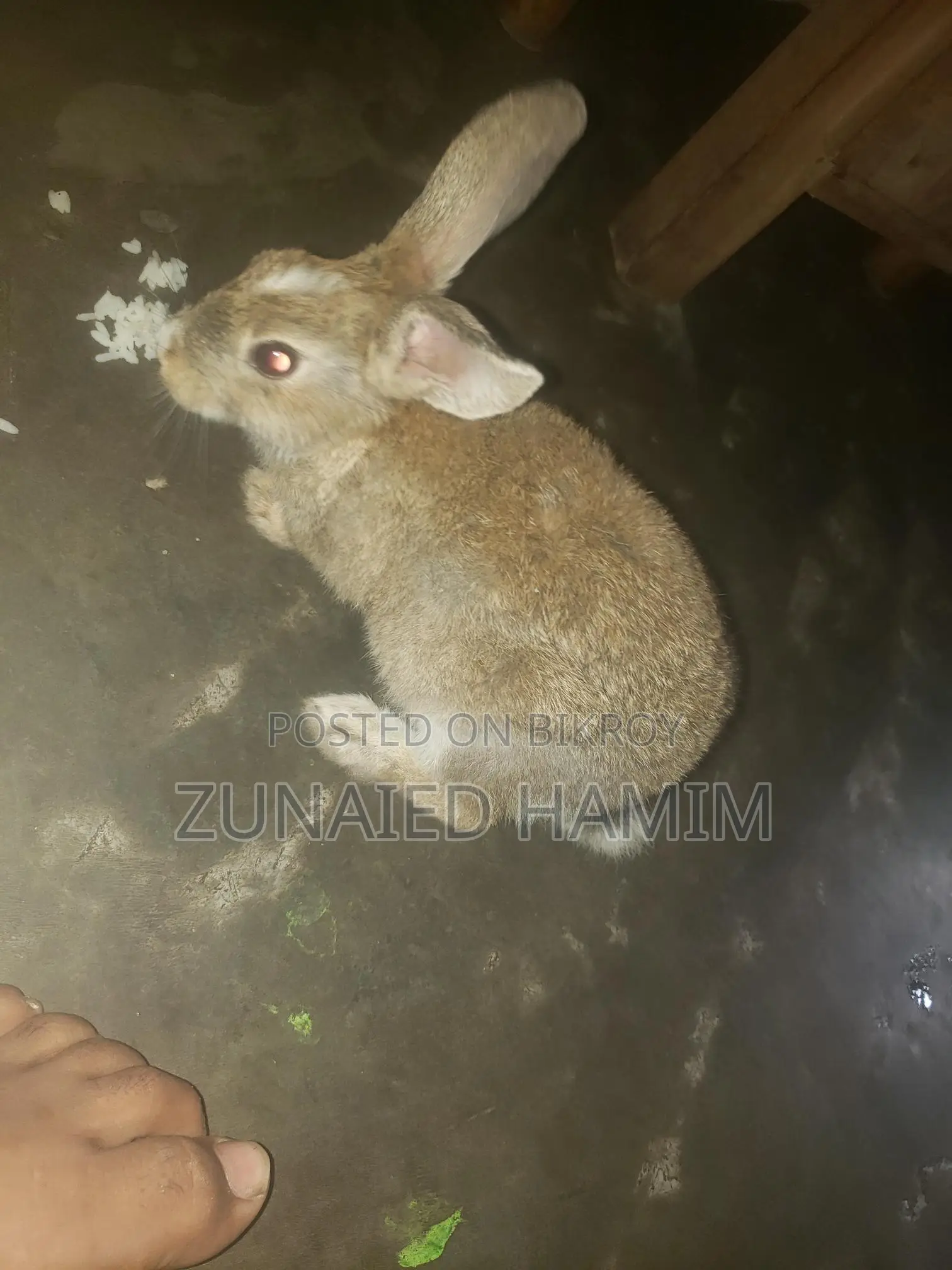 Rabbit for sale