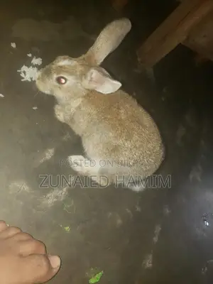 Rabbit for sale