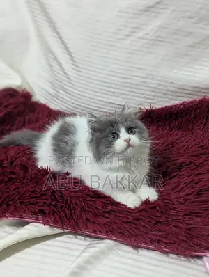 Persian kitten