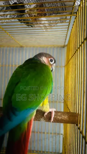 কনর পাখি