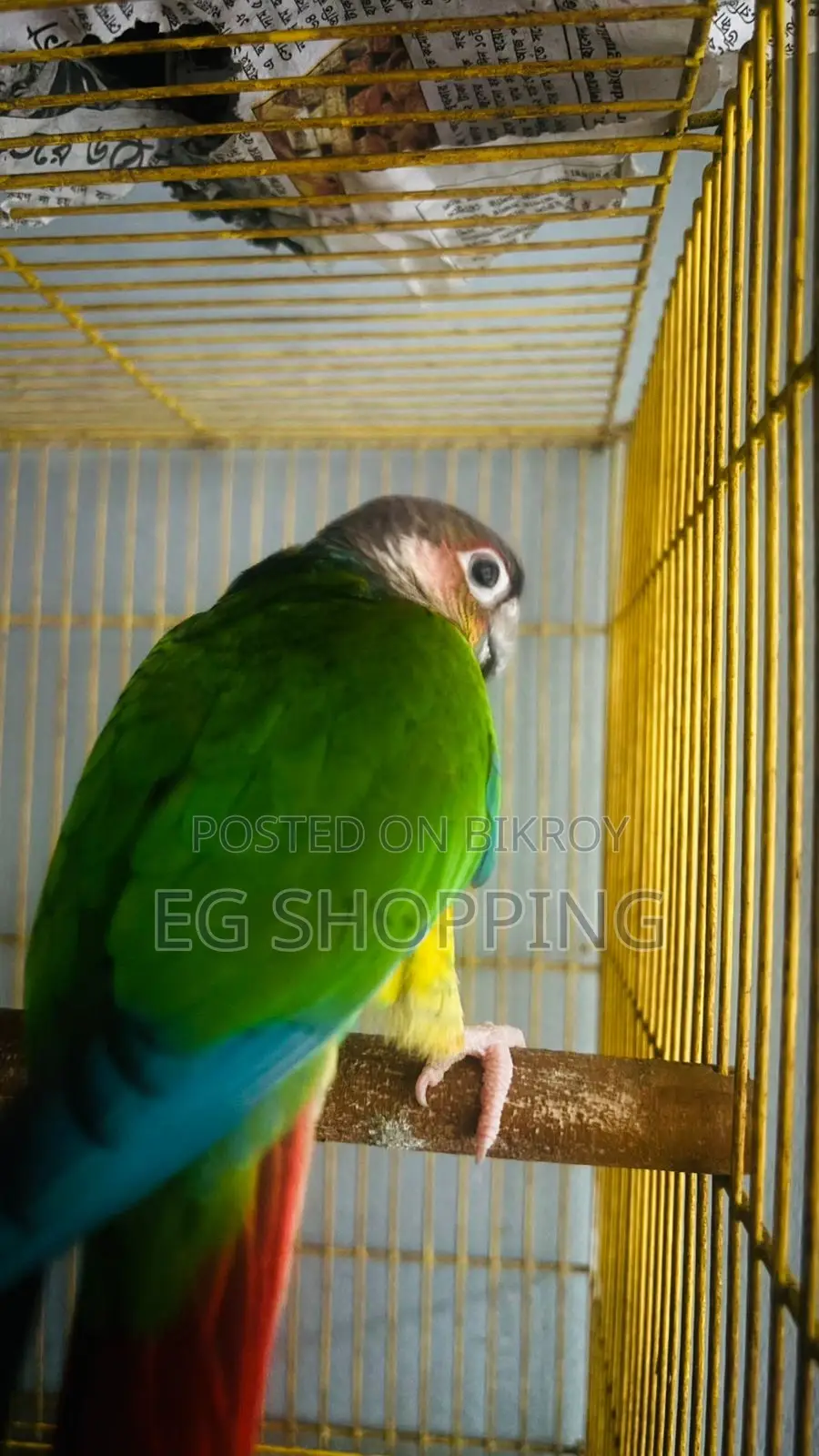 Conure Parrot