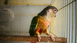 Conure Parrot