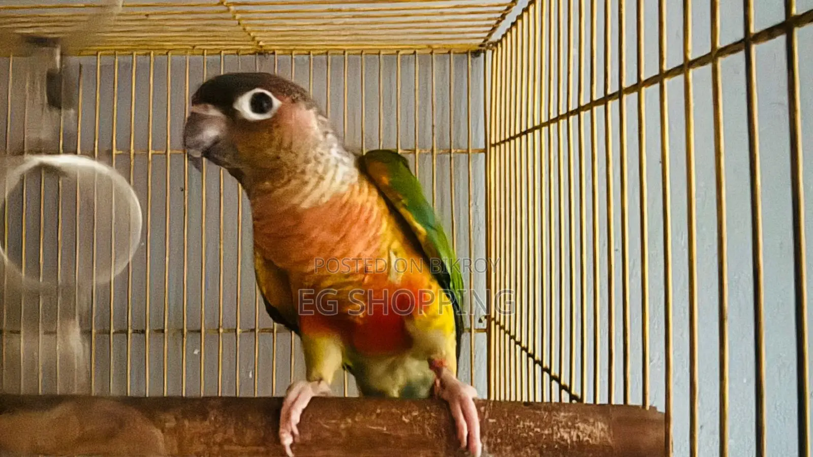 Conure Parrot