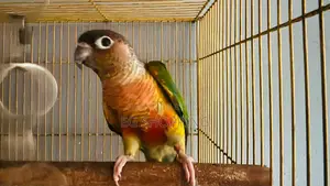 Conure Parrot
