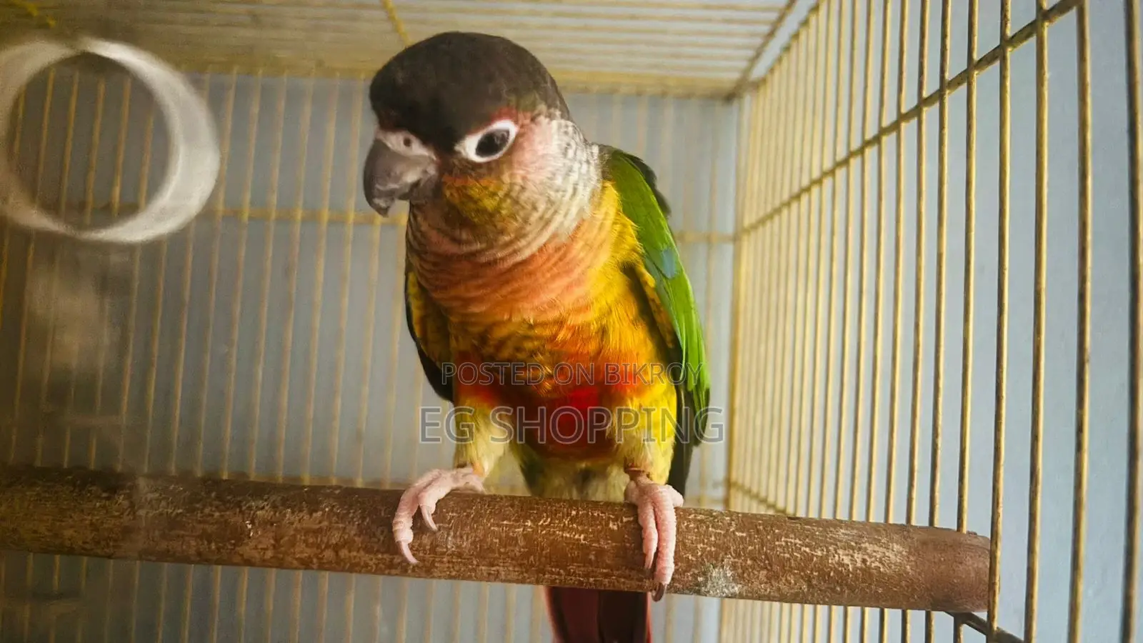 Conure Parrot