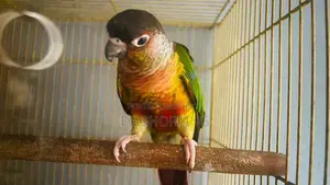 Conure Parrot