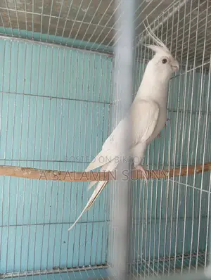 Albino Ranning Male