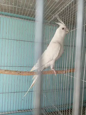 Albino Ranning Male