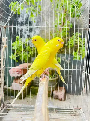লুটিনো রানিং পেয়ার