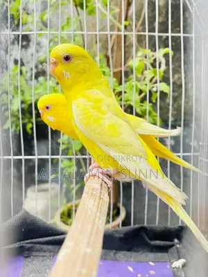 লুটিনো রানিং পেয়ার