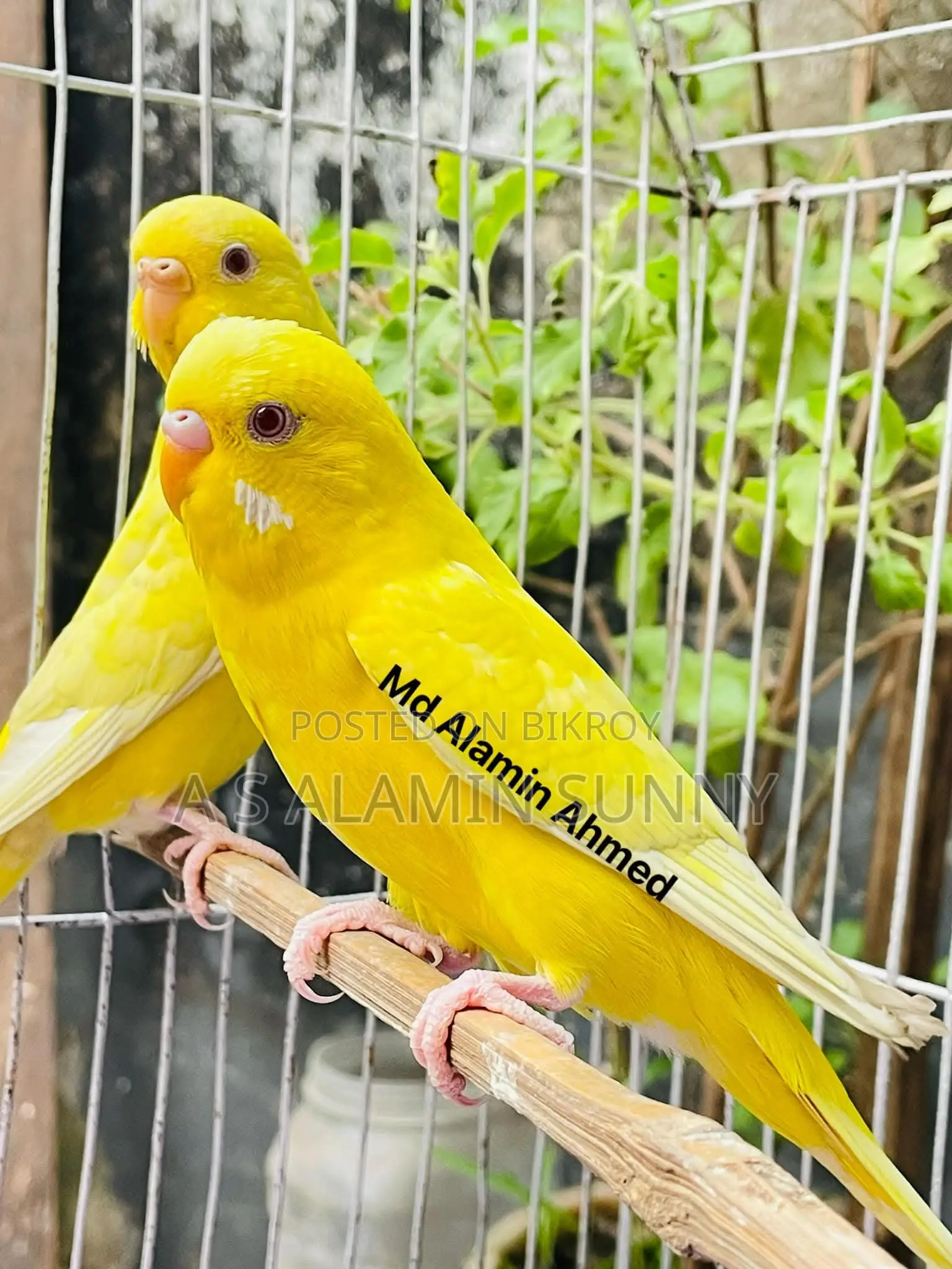 লুটিনো রানিং পেয়ার