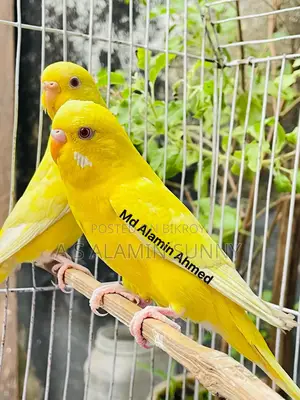 লুটিনো রানিং পেয়ার