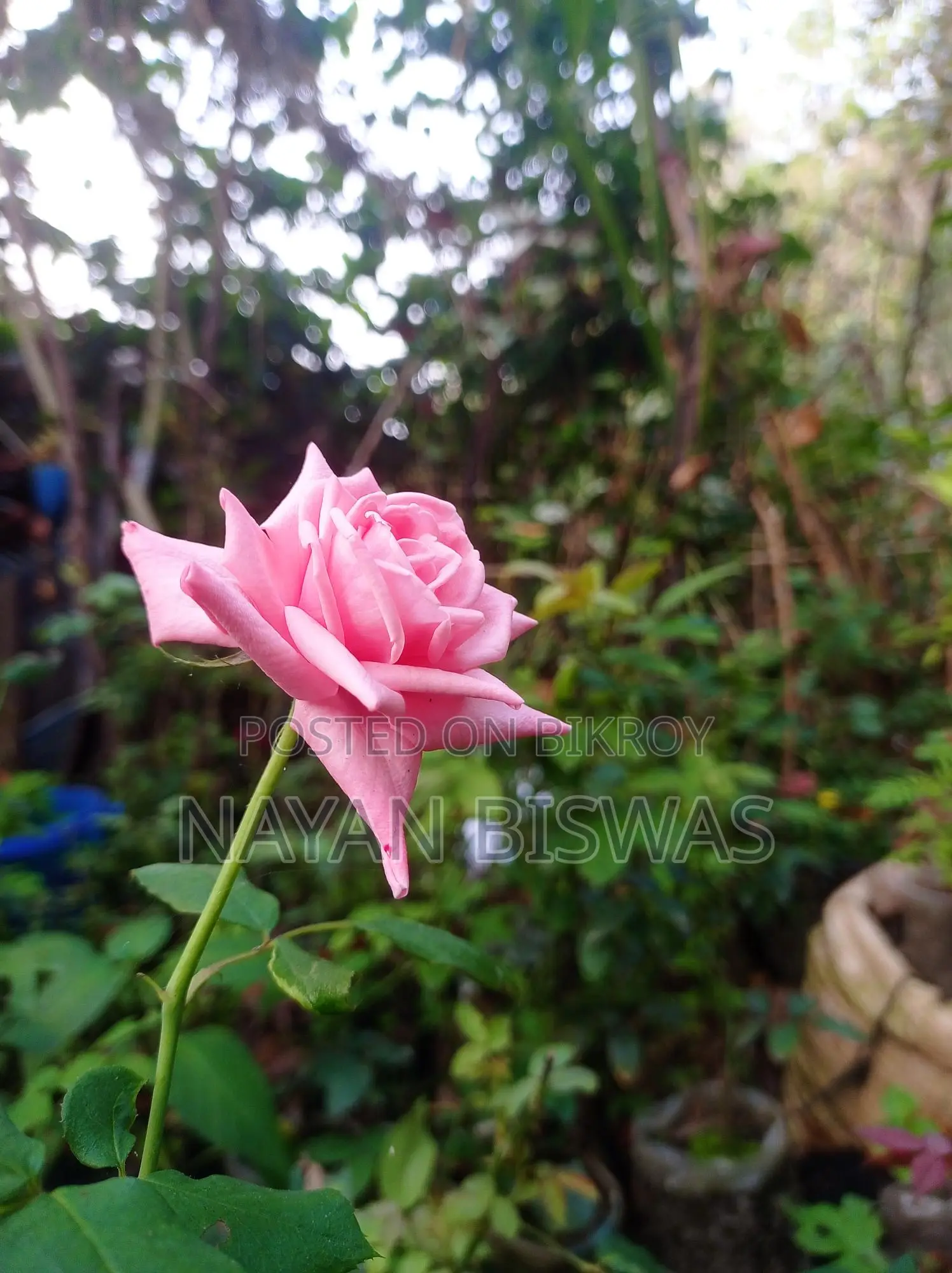 কারেঞ্জা rose