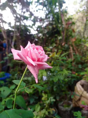 কারেঞ্জা rose