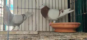 Mili Racer