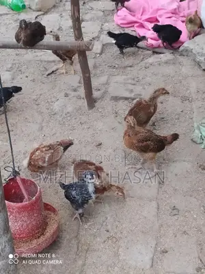 দেশি মুরগির বাচ্চা বিক্রয়