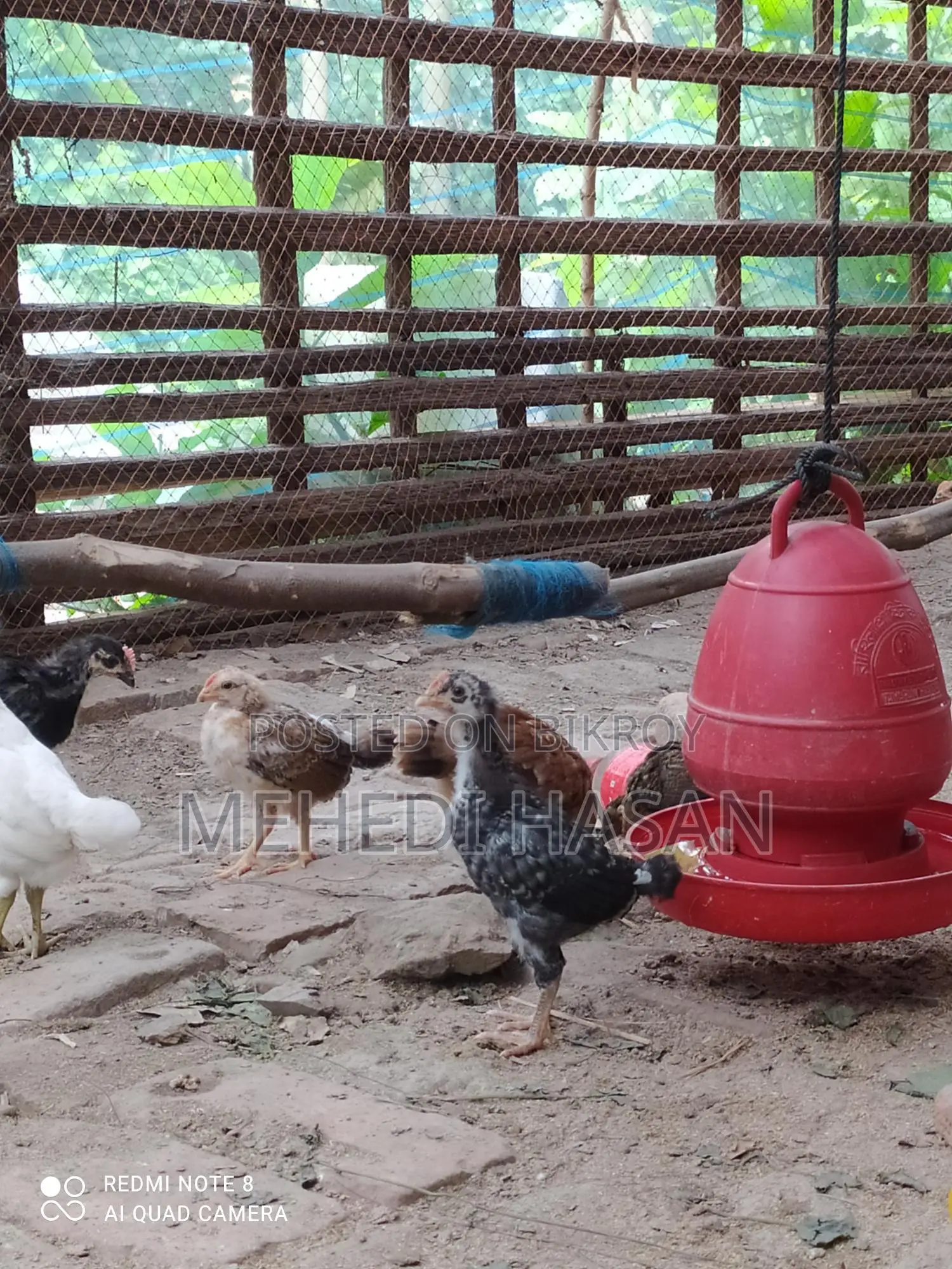 দেশি মুরগির বাচ্চা বিক্রয়