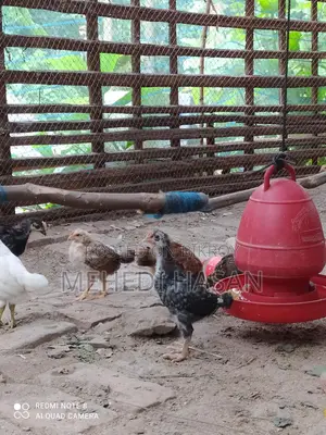 দেশি মুরগির বাচ্চা বিক্রয়