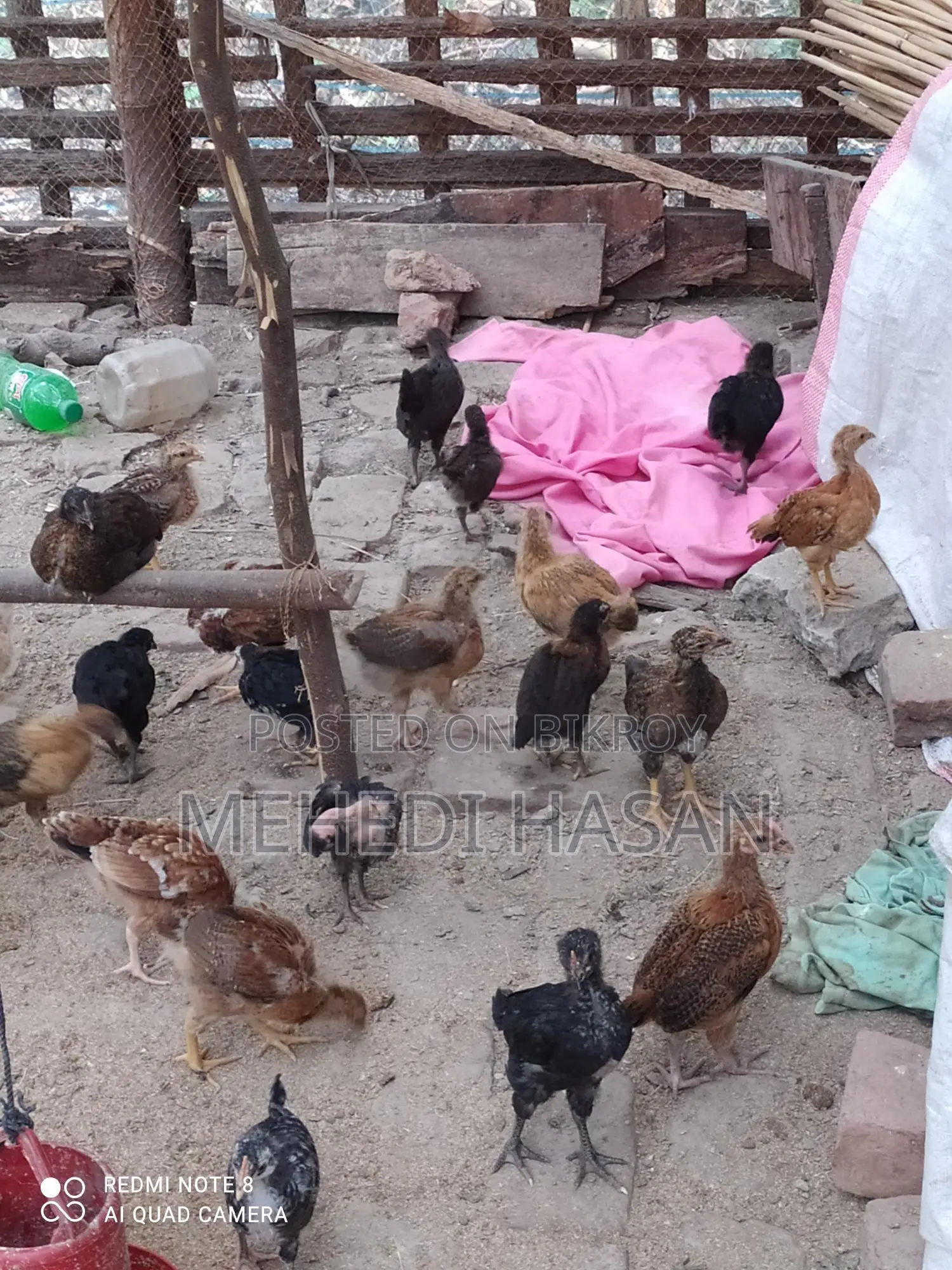 দেশি মুরগির বাচ্চা বিক্রয়