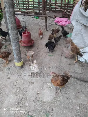 দেশি মুরগির বাচ্চা বিক্রয়