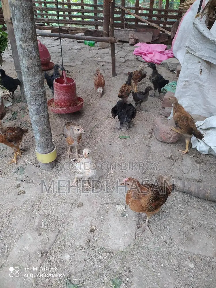 দেশি মুরগির বাচ্চা বিক্রয়
