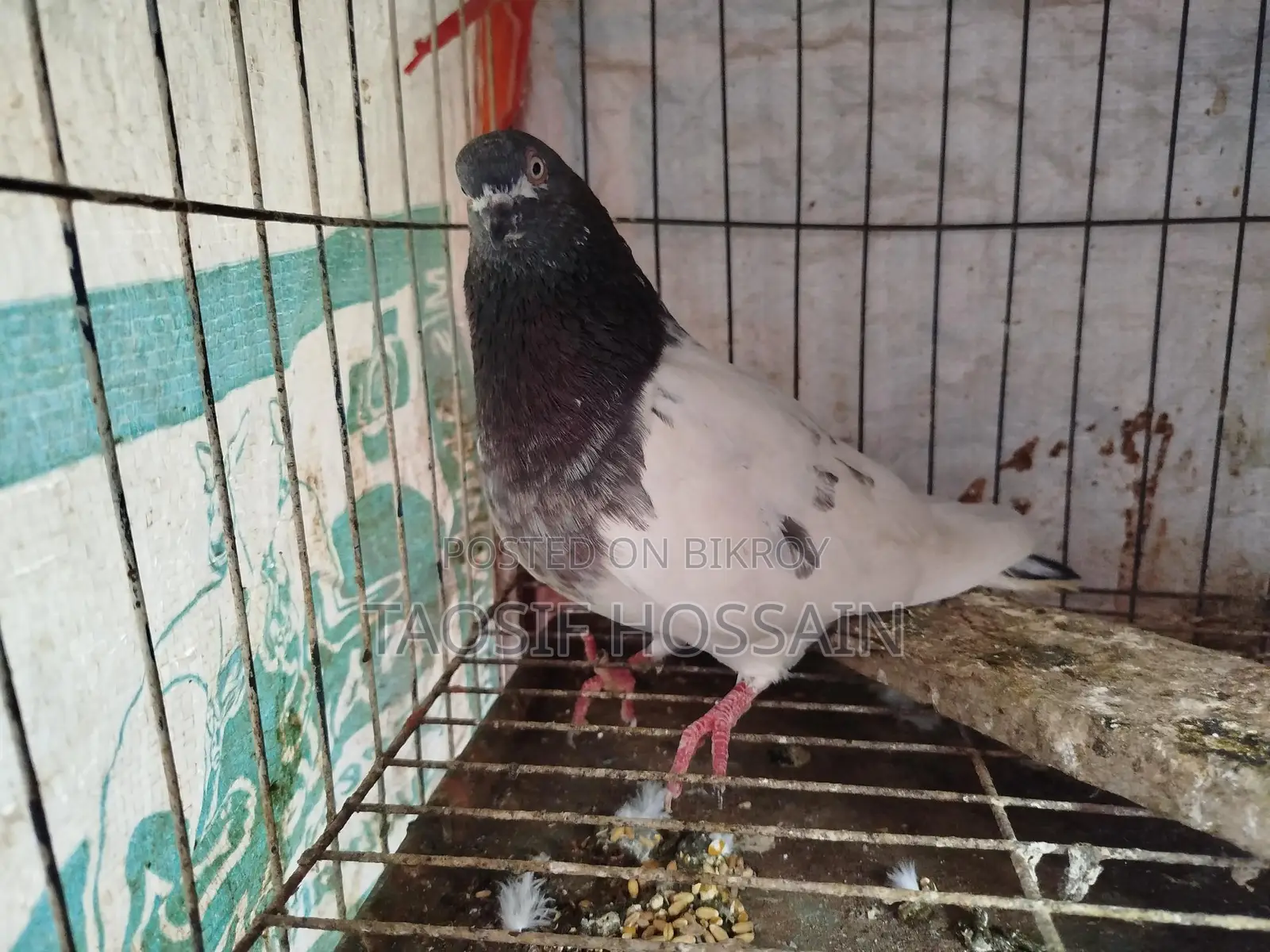Pigeons for Sale