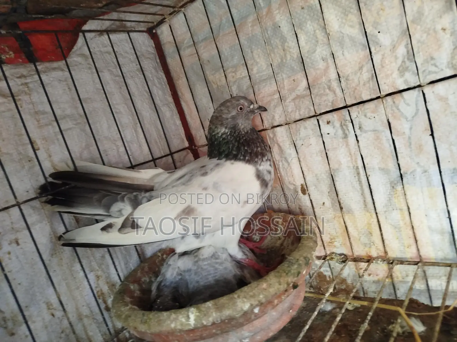 Pigeons for Sale