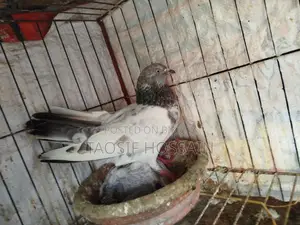 Pigeons for Sale