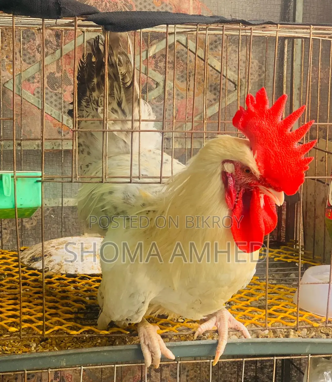 ফাওমি মোরগ