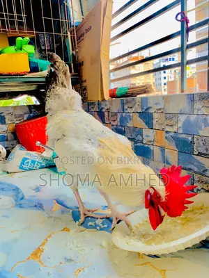 ফাওমি মোরগ