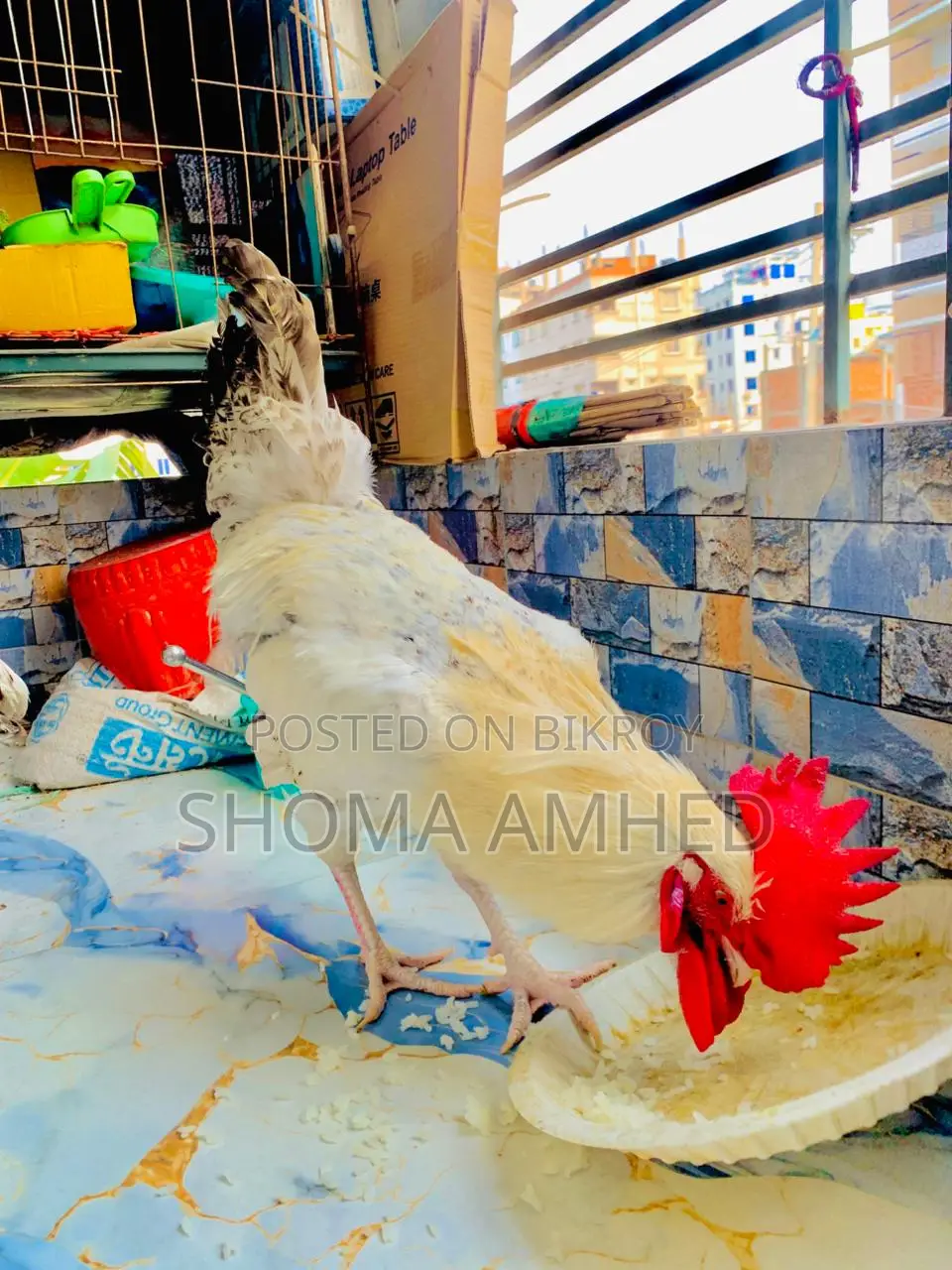 ফাওমি মোরগ
