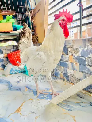 ফাওমি মোরগ
