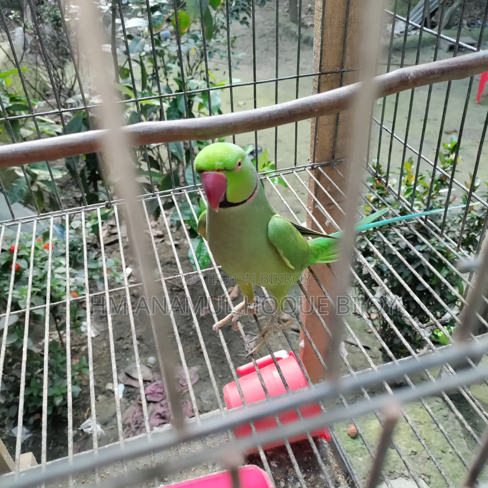 ইন্ডিয়ান টিয়া পাখি বিক্রয় হবে 🦜