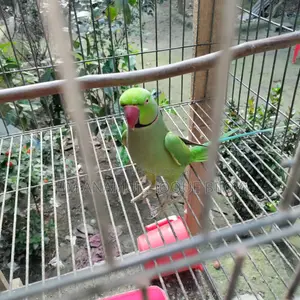 ইন্ডিয়ান টিয়া পাখি বিক্রয় হবে 🦜
