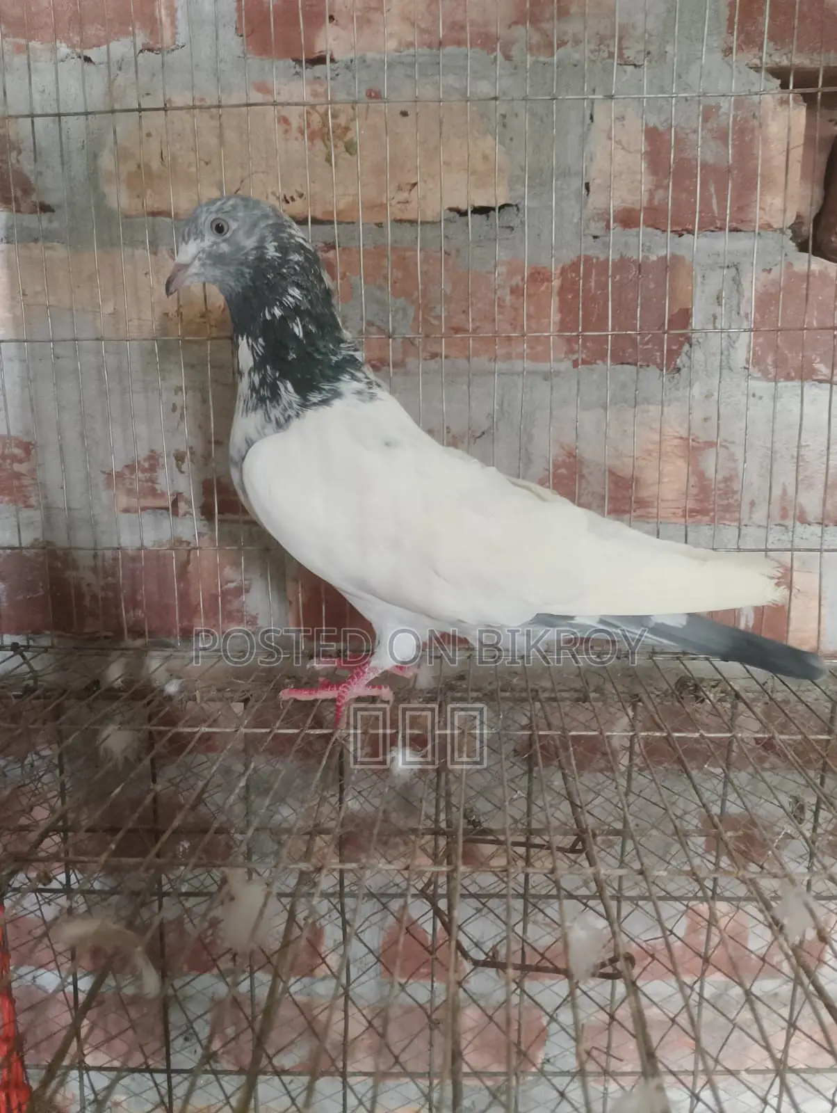Golden Male Pigeon