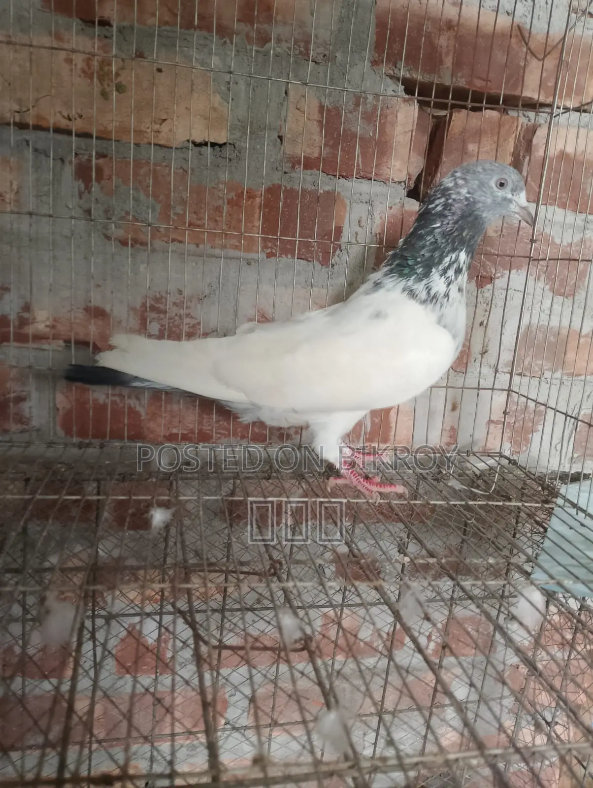 Golden Male Pigeon