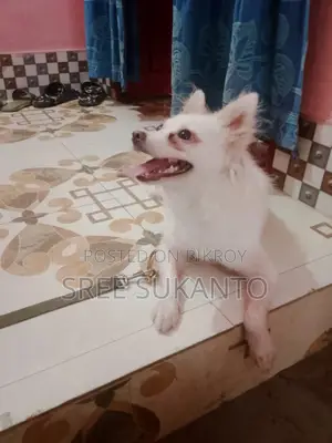 জার্মান স্পিটজ ফিমেল কুকুর