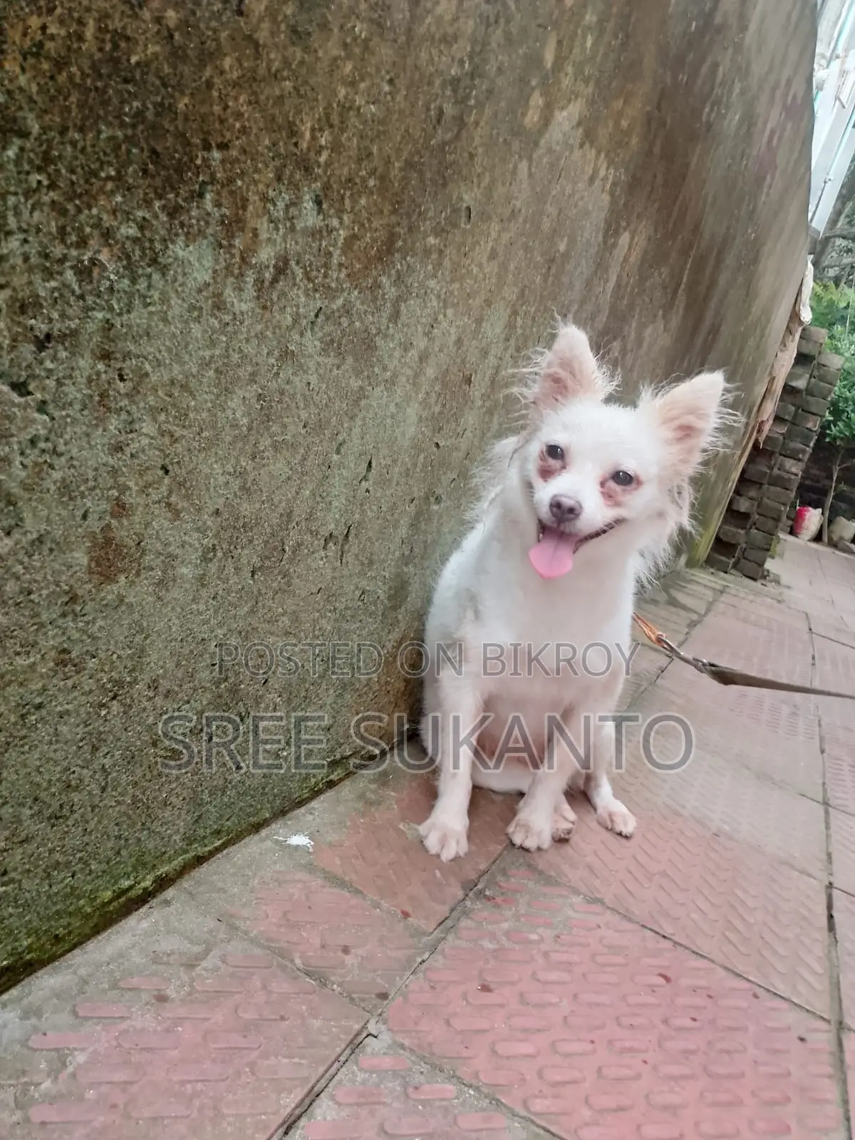 German Spitz Female Dog