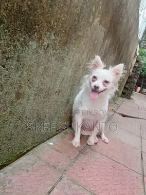 German Spitz Female Dog