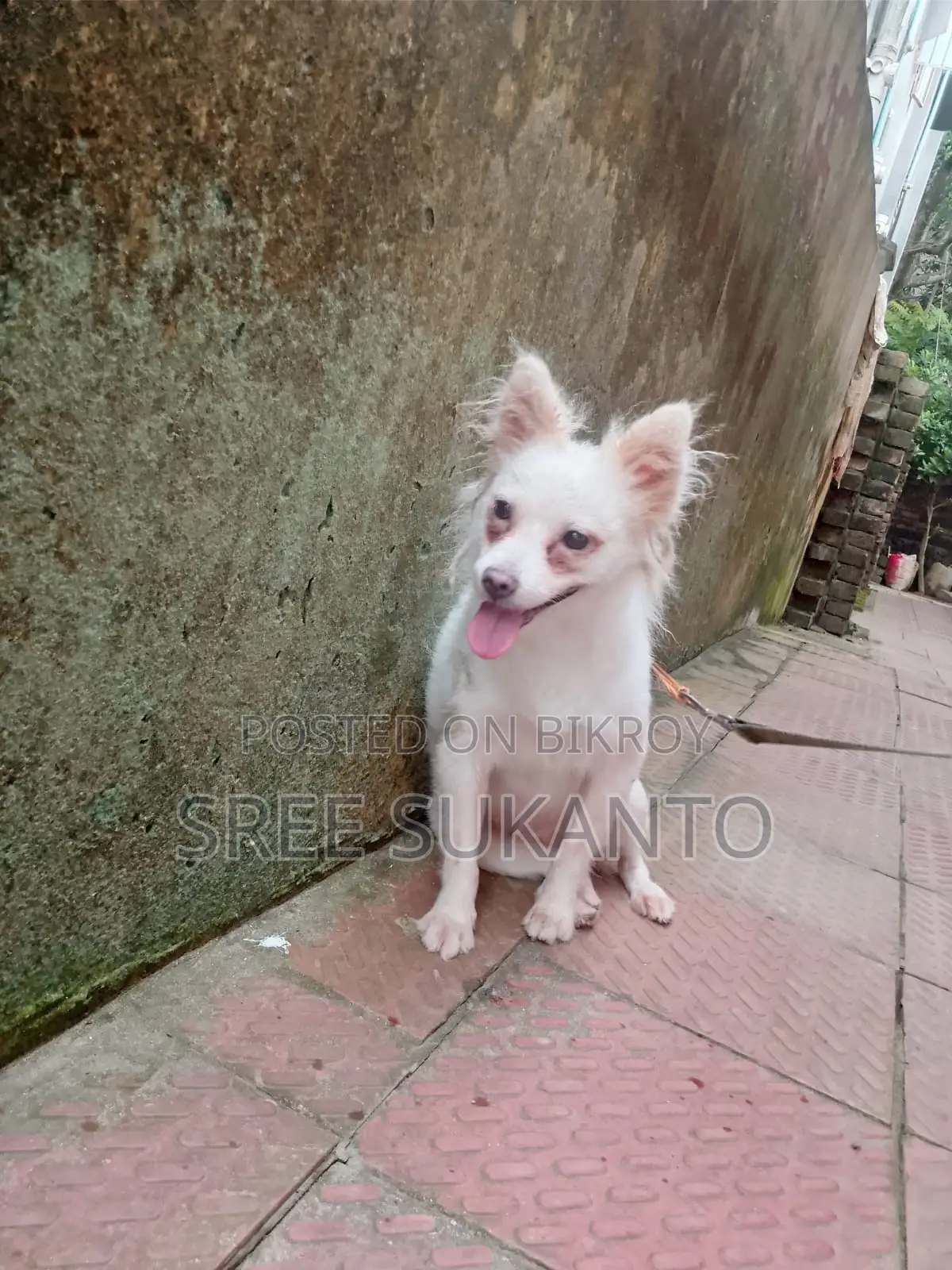 German Spitz Female Dog
