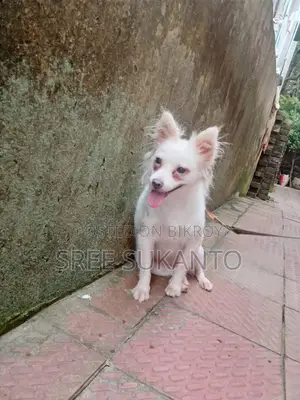 German Spitz Female Dog