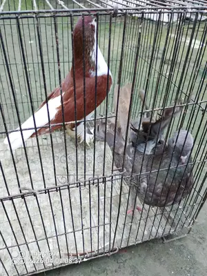 Pigeon for sale