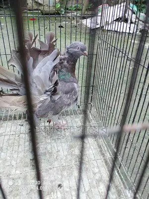 Pigeon for sale