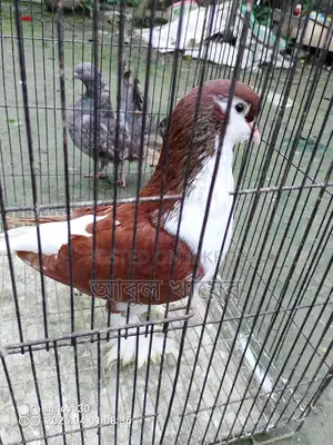 Pigeon for sale