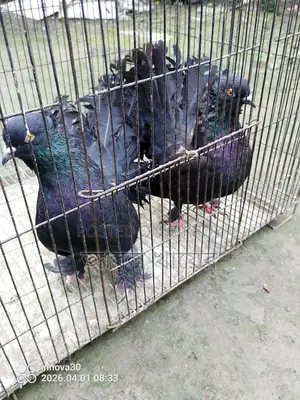 Pigeon for sale