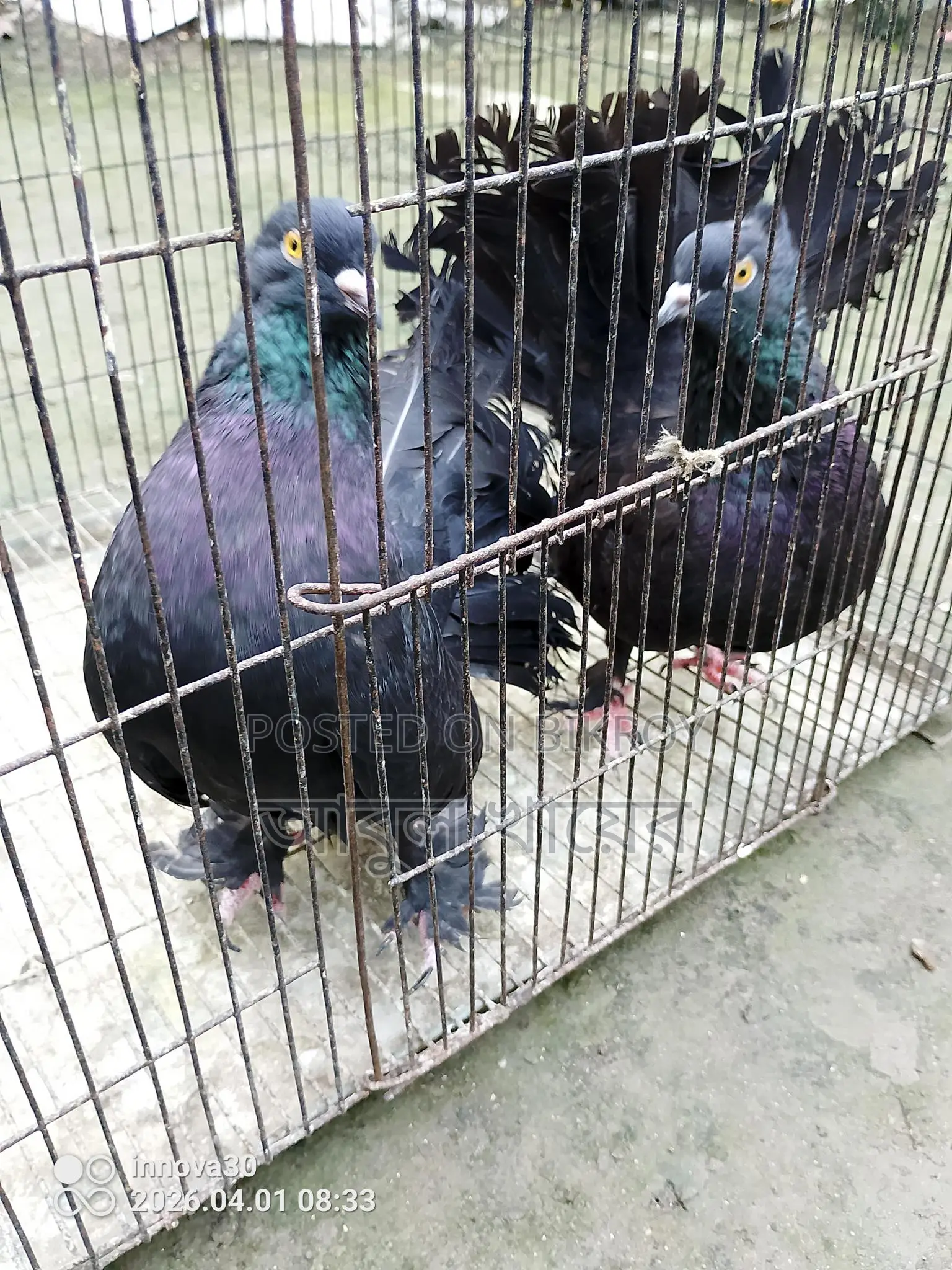 Pigeon for sale