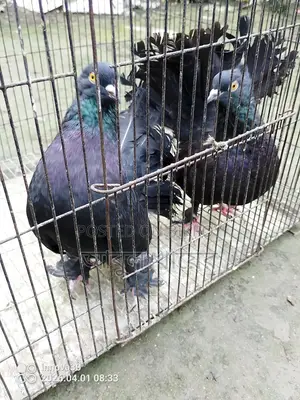Pigeon for sale