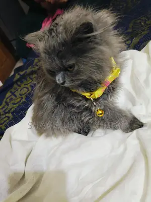 পার্সিয়ান মেইল কিটেন