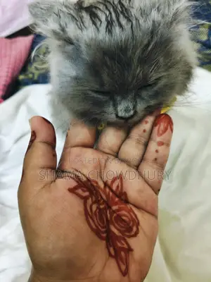 পার্সিয়ান মেইল কিটেন