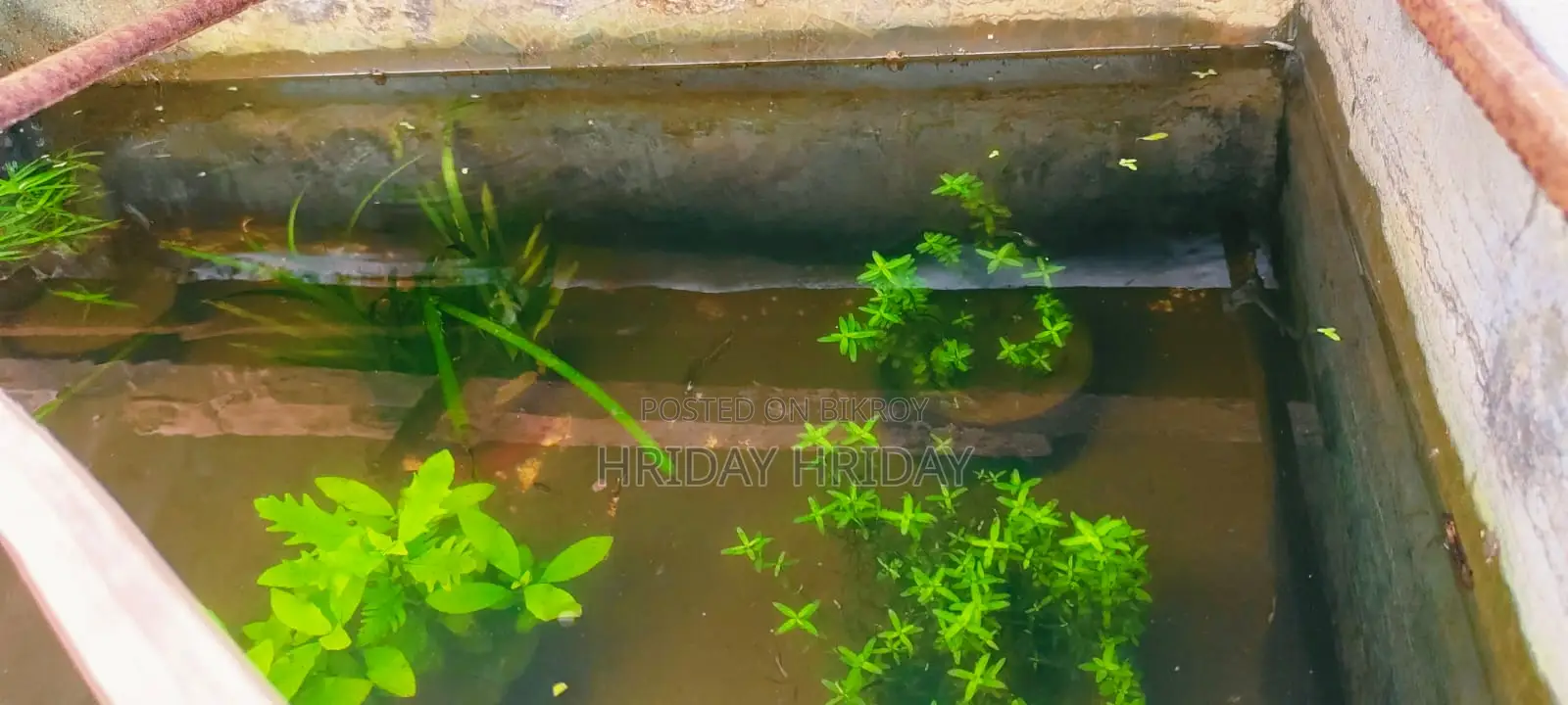 Aquream Plant